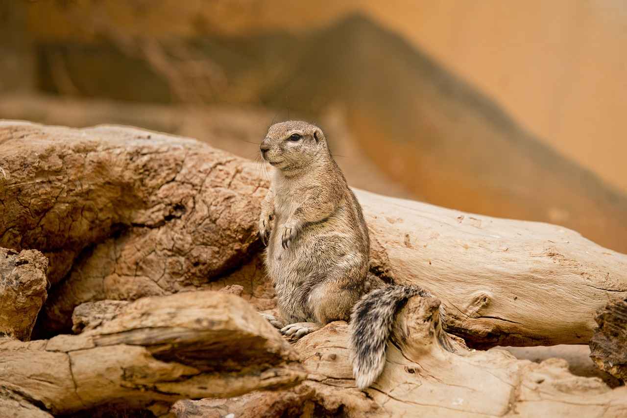 Le hamster : un compagnon miniature