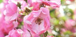 L’art floral : myosotis, renoncule, bleuet, fleur geffrier, rose couleur, oeillet d’inde et aneth à planter L’art floral : myosotis, renoncule, bleuet, fleur geffrier, rose couleur, oeillet d’inde et aneth à planter