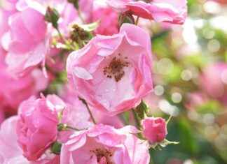 L’art floral : myosotis, renoncule, bleuet, fleur geffrier, rose couleur, oeillet d’inde et aneth à planter L’art floral : myosotis, renoncule, bleuet, fleur geffrier, rose couleur, oeillet d’inde et aneth à planter