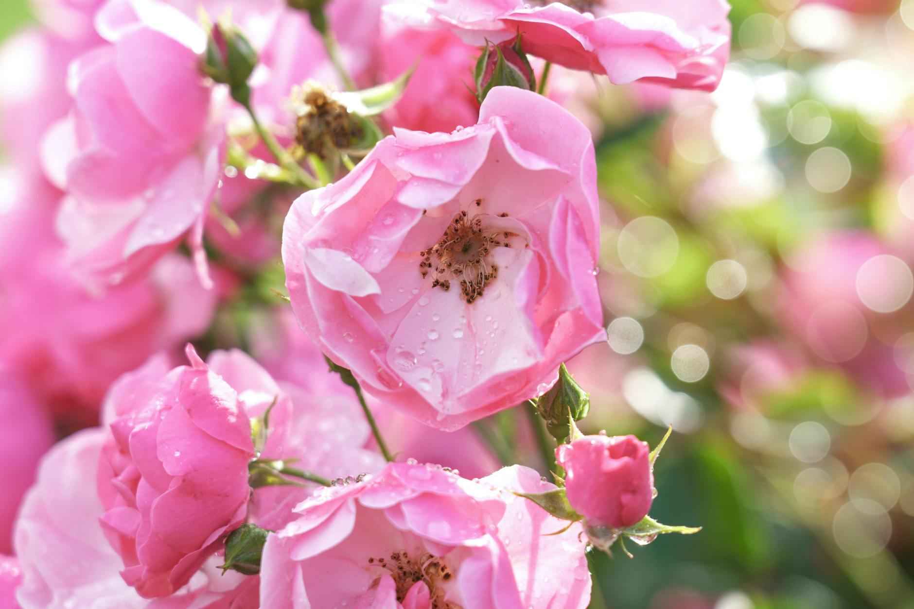 L’art floral : myosotis, renoncule, bleuet, fleur geffrier, rose couleur, oeillet d’inde et aneth à planter 5 La rose couleur : un classique intemporel