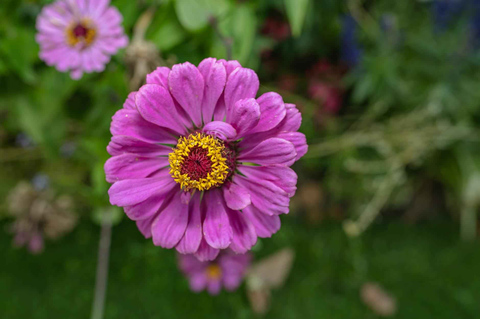 L’art floral : myosotis, renoncule, bleuet, fleur geffrier, rose couleur, oeillet d’inde et aneth à planter 6 L'œillet d’inde : éclat et utilité