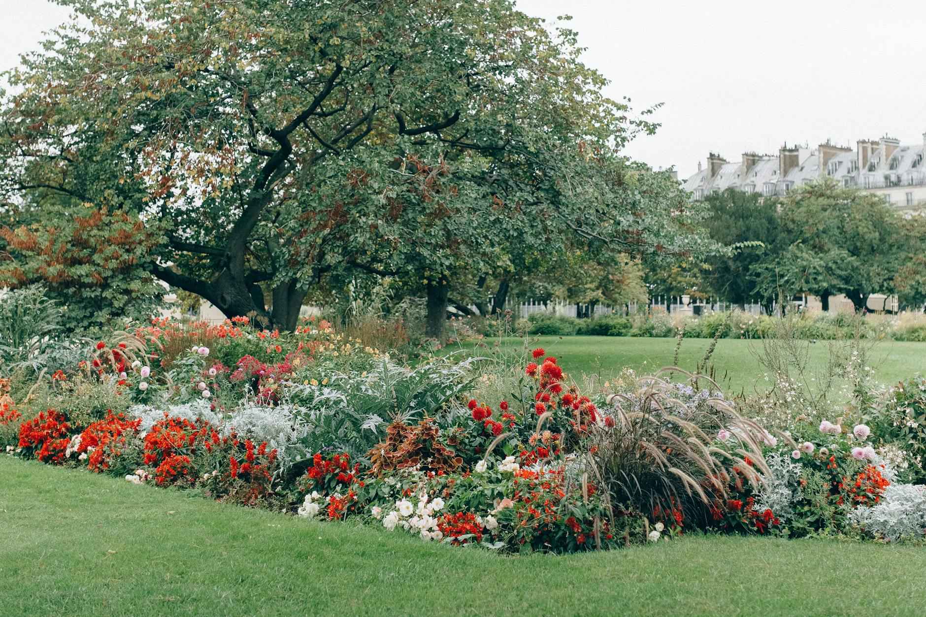 L’art floral : myosotis, renoncule, bleuet, fleur geffrier, rose couleur, oeillet d’inde et aneth à planter 7 L'aneth : une herbe aromatique à découvrir