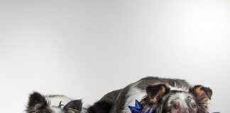 Les chiens à la mode en 2025 : du samoyède au cocker, passant par le labradoodle, berger américain et American Bully Les chiens à la mode en 2025 : du samoyède au cocker, passant par le labradoodle, berger américain et American Bully