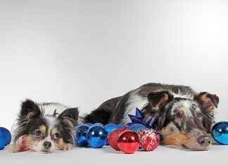 Les chiens à la mode en 2025 : du samoyède au cocker, passant par le labradoodle, berger américain et American Bully Les chiens à la mode en 2025 : du samoyède au cocker, passant par le labradoodle, berger américain et American Bully