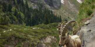 L’univers animal : hamster, lapin nain, tortue Hermann, tortellini, pigeon, chien moche, fox terrier et pirogue L’univers animal : hamster, lapin nain, tortue Hermann, tortellini, pigeon, chien moche, fox terrier et pirogue