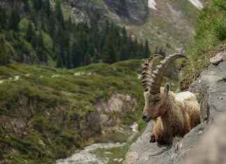 L’univers animal : hamster, lapin nain, tortue Hermann, tortellini, pigeon, chien moche, fox terrier et pirogue L’univers animal : hamster, lapin nain, tortue Hermann, tortellini, pigeon, chien moche, fox terrier et pirogue