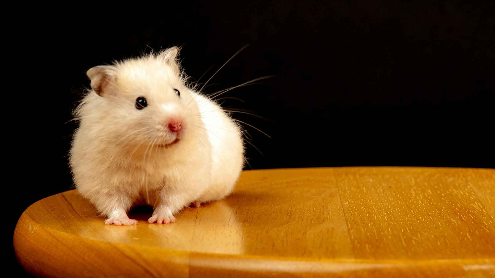 [Hamster : le compagnon idéal pour les petits espaces]