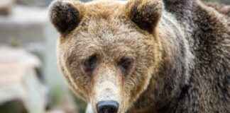 Peut-on utiliser la terre de diatomée ou les cristaux de soude comme désherbant naturel à la maison ? Peut-on utiliser la terre de diatomée ou les cristaux de soude comme désherbant naturel à la maison ?