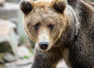 Peut-on utiliser la terre de diatomée ou les cristaux de soude comme désherbant naturel à la maison ? Peut-on utiliser la terre de diatomée ou les cristaux de soude comme désherbant naturel à la maison ?