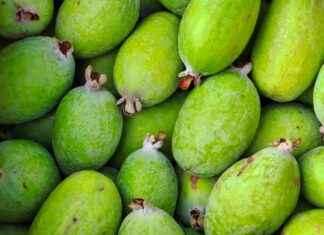 Plaisirs sucrés : nectar de feijoa, nocciolata, fromage blanc, vacherin et paniers de fruits en e et i Plaisirs sucrés : nectar de feijoa, nocciolata, fromage blanc, vacherin et paniers de fruits en e et i