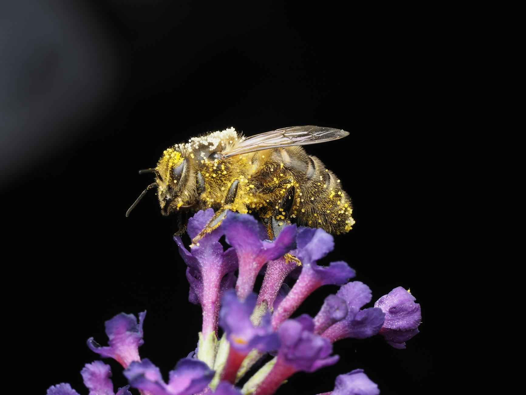 [Cerisier du Japon : Éclat saisonnier]