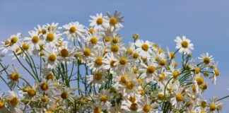 Remèdes naturels : sauge, laurier, origan, myosotis et myrte pour la maison et la santé Remèdes naturels : sauge, laurier, origan, myosotis et myrte pour la maison et la santé