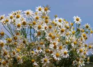 Remèdes naturels : sauge, laurier, origan, myosotis et myrte pour la maison et la santé Remèdes naturels : sauge, laurier, origan, myosotis et myrte pour la maison et la santé