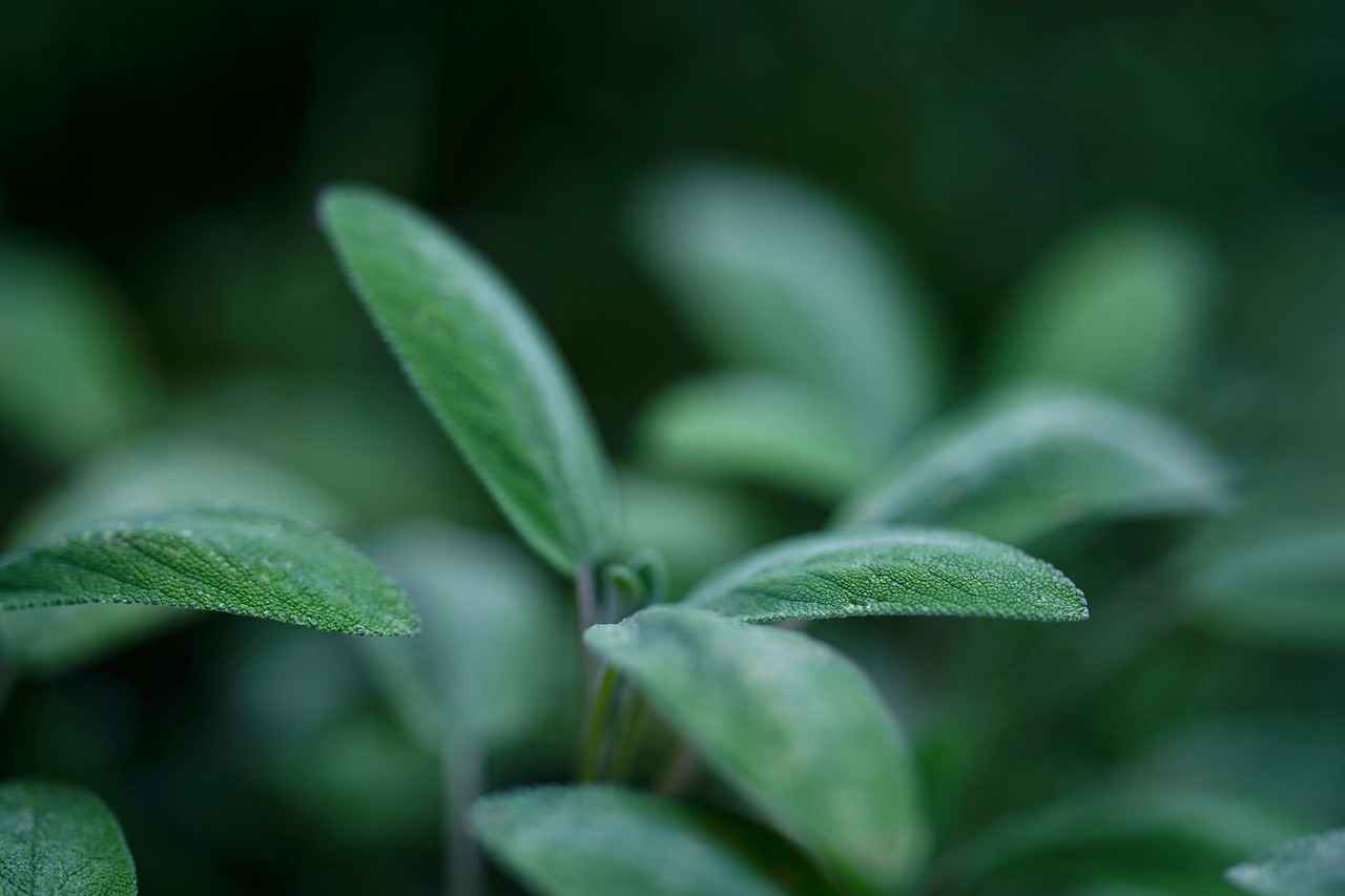 Créer une atmosphère saine avec ces plantes