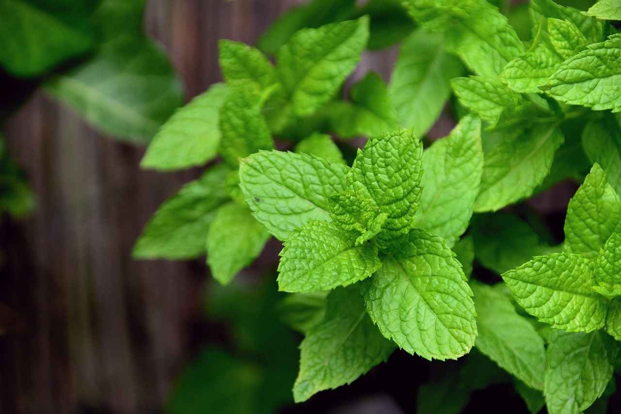 Origan : l'herbe aux multiples vertus