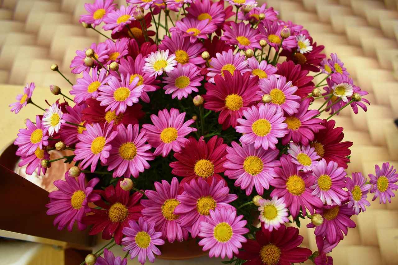 La Renoncule : Éclat et Élégance