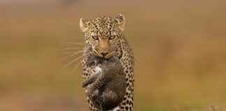 Soin animal : repulsif chat, vermifuge vétérinaire, mycose ongle pied et piqure de puce, conseils pratiques du quotidien Soin animal : repulsif chat, vermifuge vétérinaire, mycose ongle pied et piqure de puce, conseils pratiques du quotidien