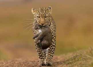 Soin animal : repulsif chat, vermifuge vétérinaire, mycose ongle pied et piqure de puce, conseils pratiques du quotidien Soin animal : repulsif chat, vermifuge vétérinaire, mycose ongle pied et piqure de puce, conseils pratiques du quotidien