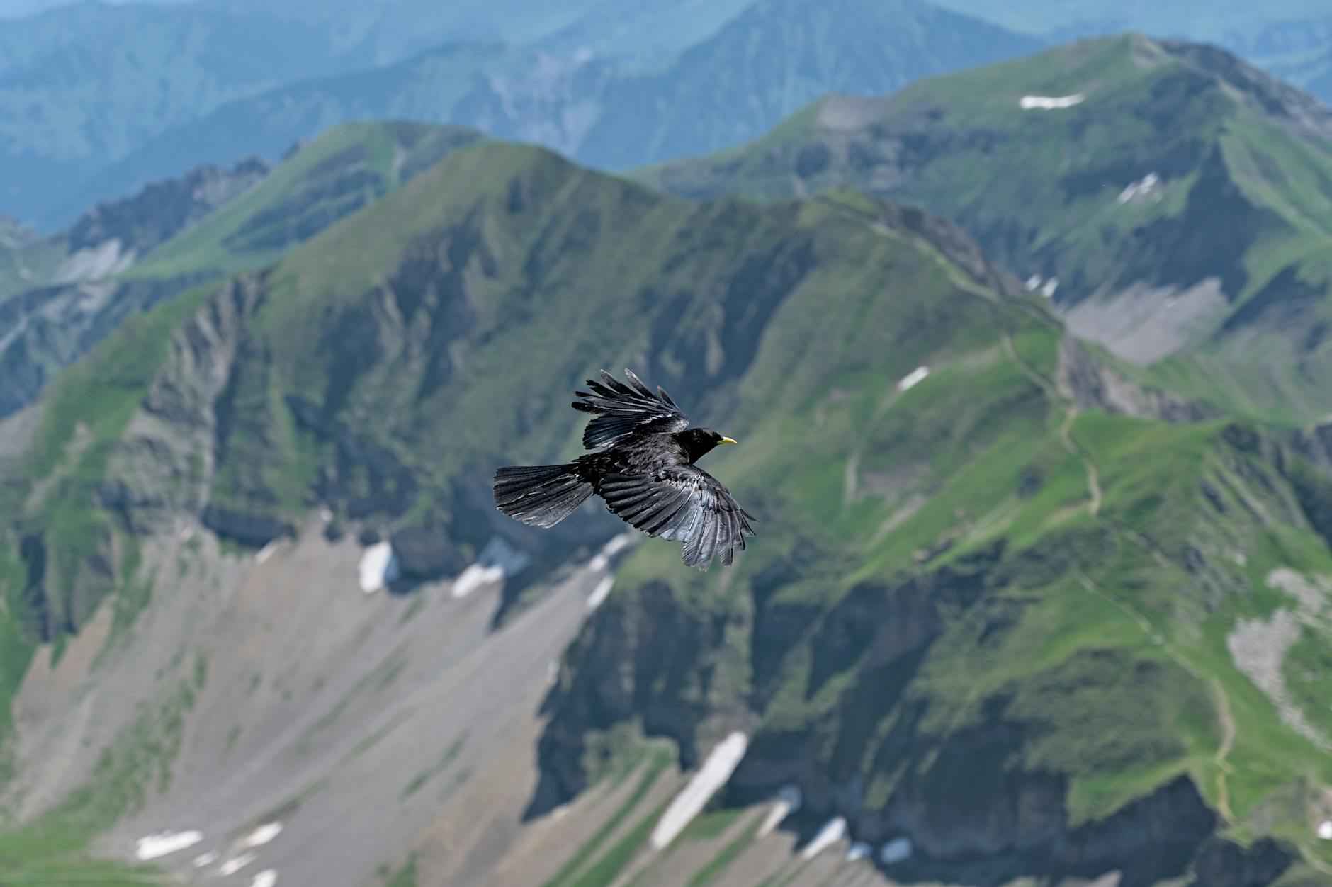 Pommes de terre grenaille : un délice à chaque bouchée