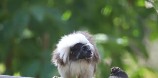 Distribution De La Petite Histoire De France : Découvrez Son Impact Unique