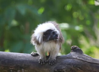 Distribution De La Petite Histoire De France : Découvrez Son Impact Unique