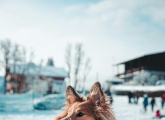 Commentatrice Judo JO Sur France 2 : Qui Anime Les Matches Intenses ?